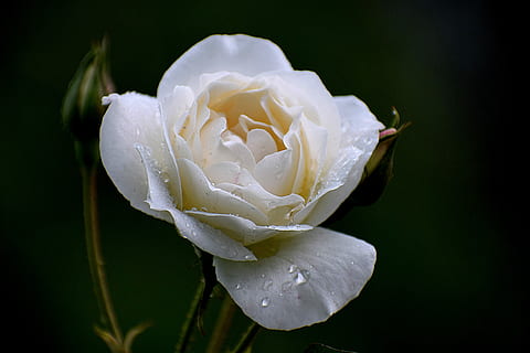 selective focus photography of white rose flower in bloom, flora HD wallpaper