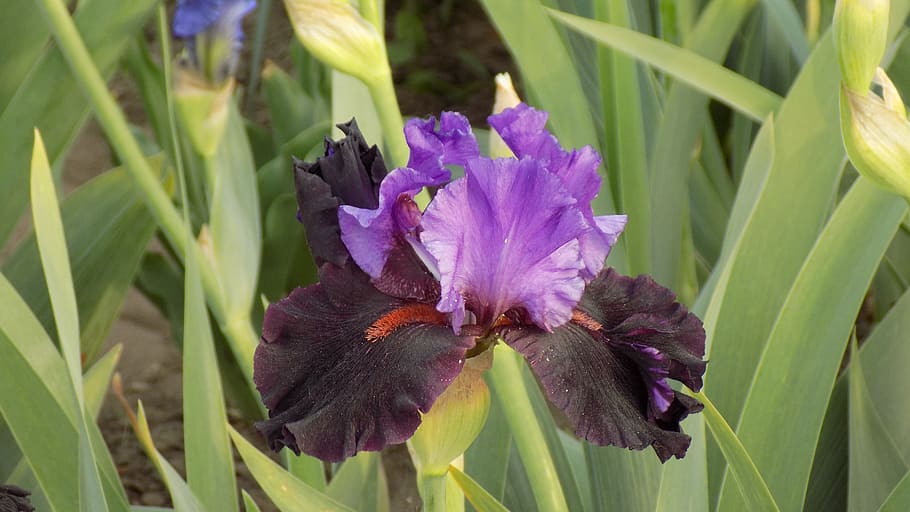 iris, flower, summer, flowering plant, purple, freshness, beauty in nature HD wallpaper