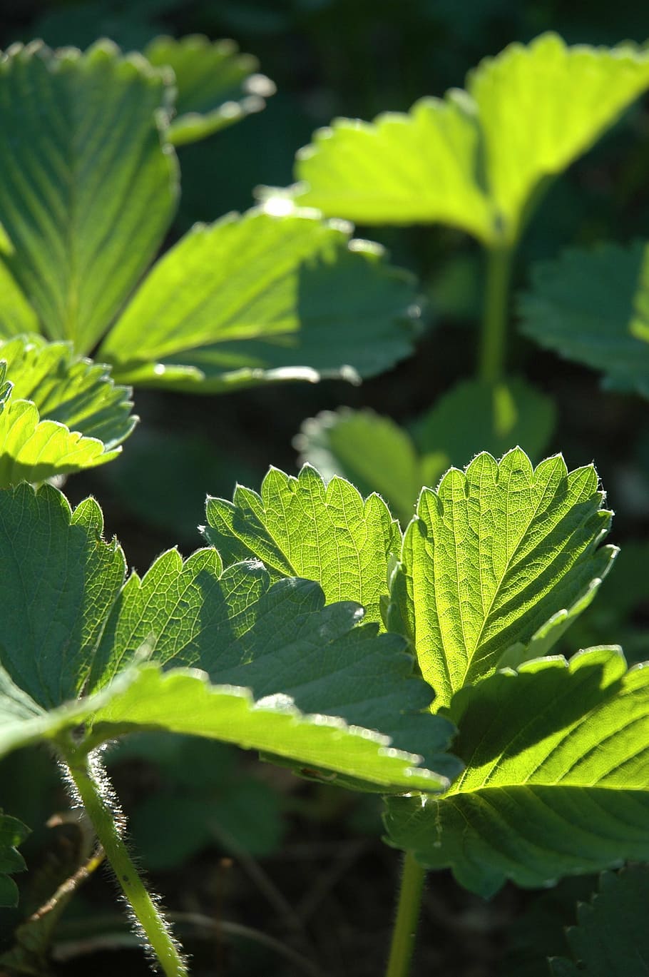 strawberry, leaf, leaves, nature, green, light, spring, plant HD wallpaper