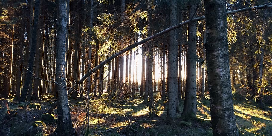 Forest, Tree, Nature, Branches, Summer, bark, tree branch, green HD wallpaper