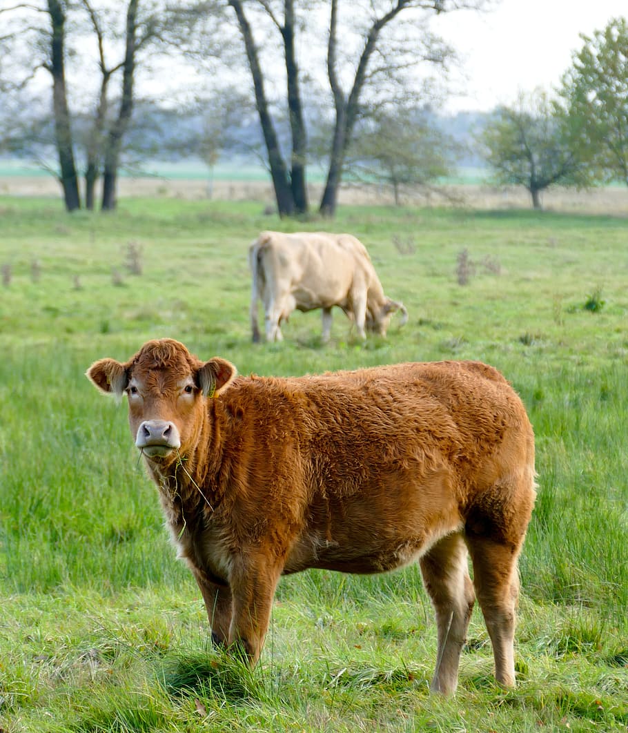 HD wallpaper: love, calf, livestock, ruminant, cattle, cows, meadow, farm |  Wallpaper Flare