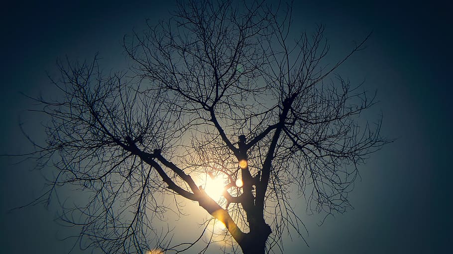 tree, dawn, winter, nature, dusk, landscape, light, season HD wallpaper