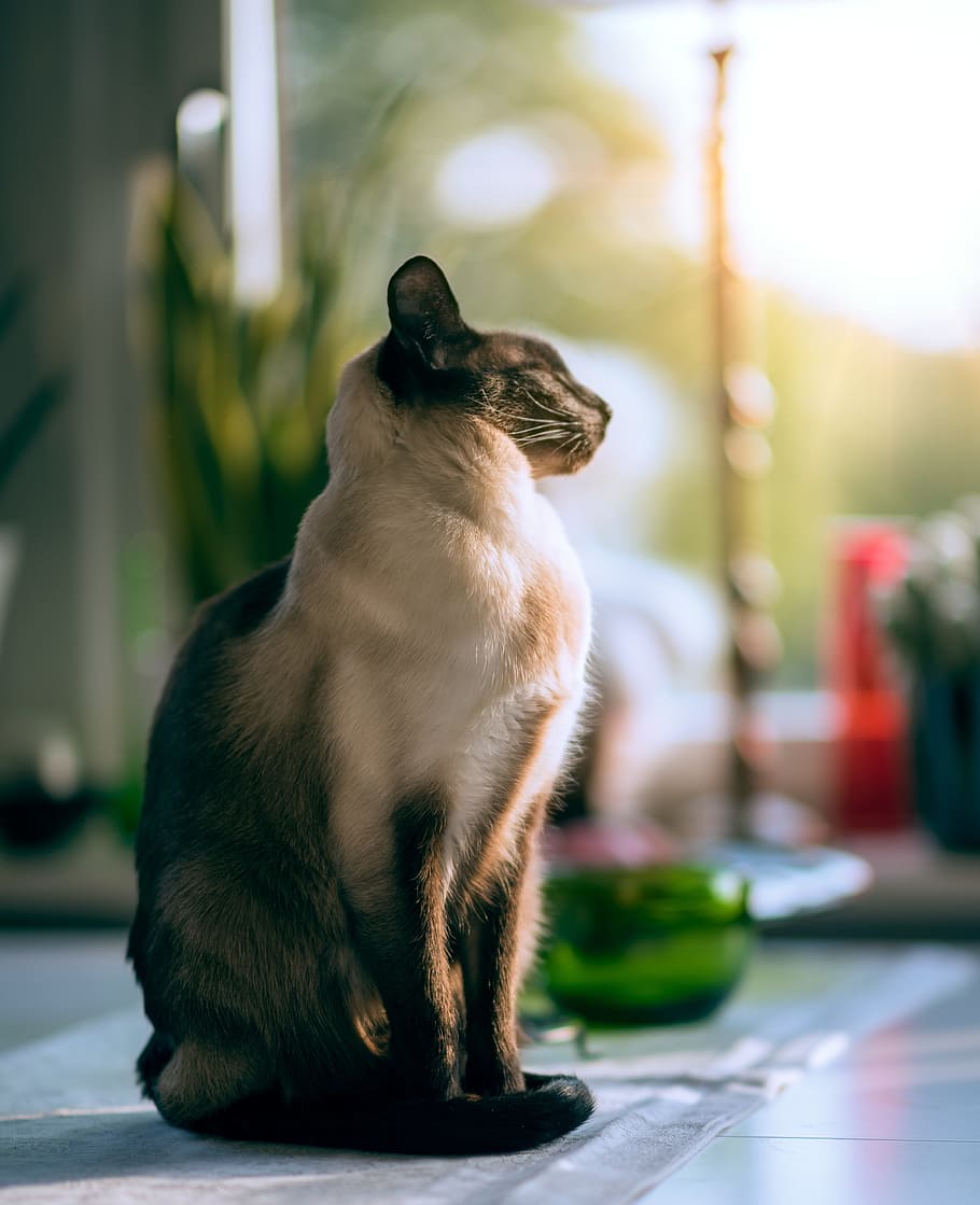house, cat, kitten, pet, animal, cloth, floor, domestic, animal themes HD wallpaper