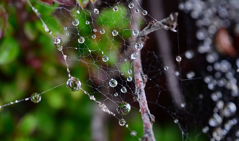 dew, spider, nature, spiderweb, drop, rain, waterdrop, insect HD wallpaper