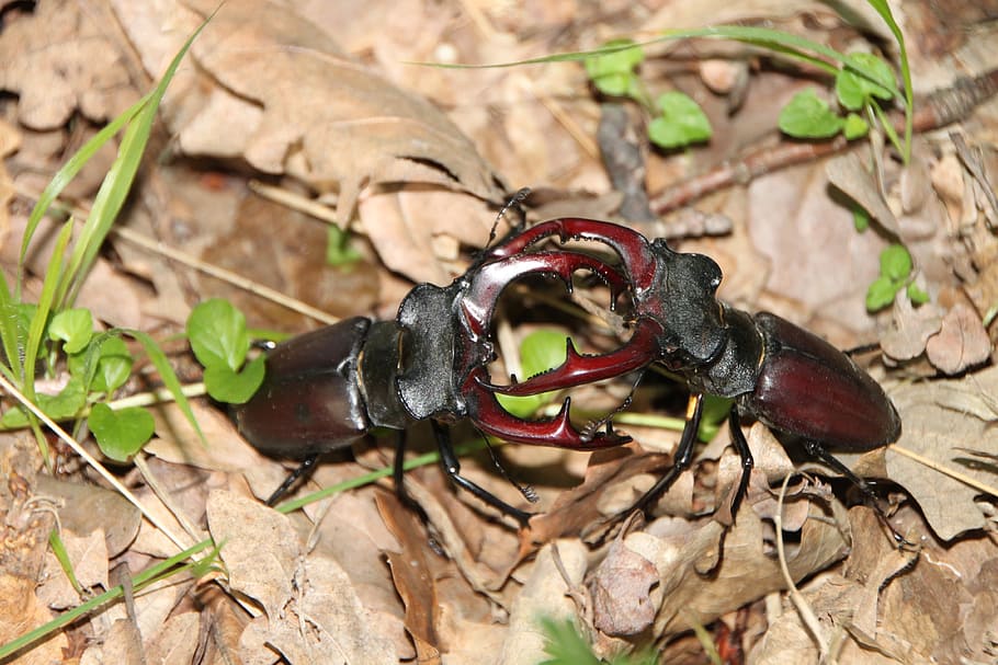 photo of two brown-and-black beetles fighting, cervus, lucanus HD wallpaper