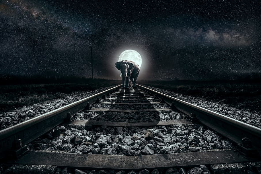 elephant, seemed, moon, night, full moon, railway rails, gloomy HD wallpaper