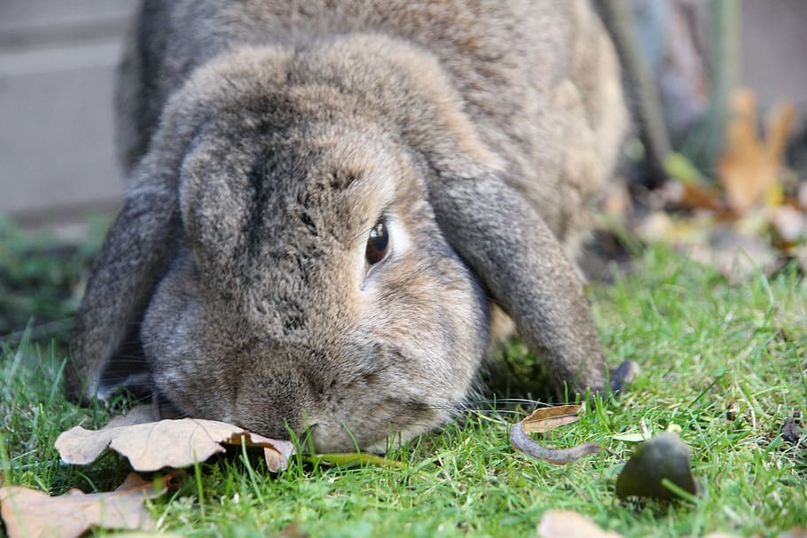 rabbit, dwarf aries, brown, wild grey, autumn, grass, leaves, HD wallpaper