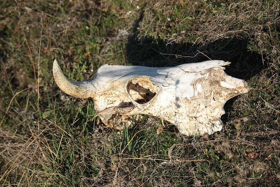 prince igor, skull, legends, bone, animal skull, animal body part HD wallpaper