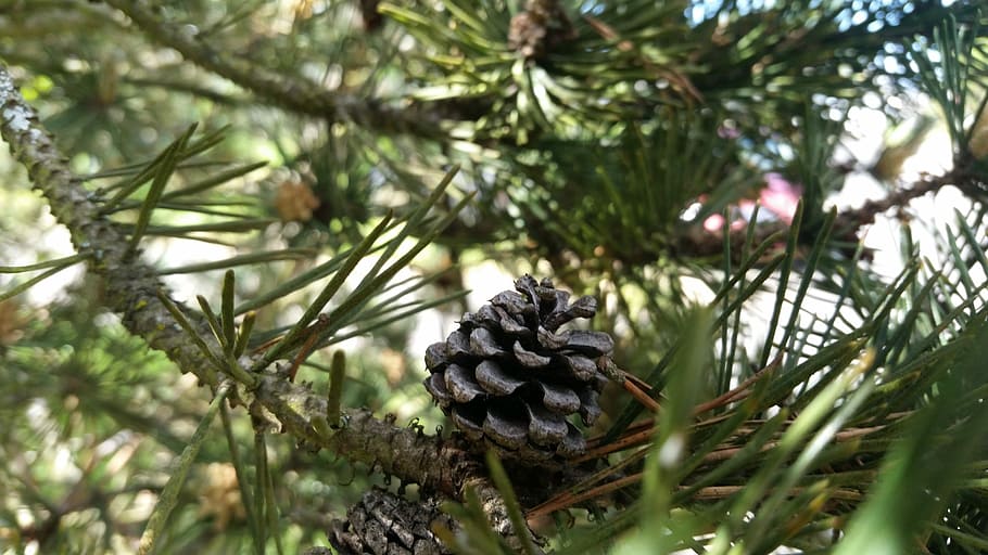 pinecone, little, green, tiny, pine cone, tree, plant, pine tree HD wallpaper