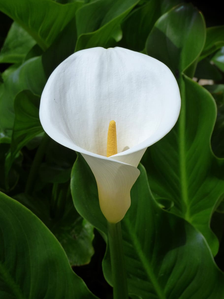 Flower, Beauty, Symbol, Purity, male-female, zantedeschia aethiopica