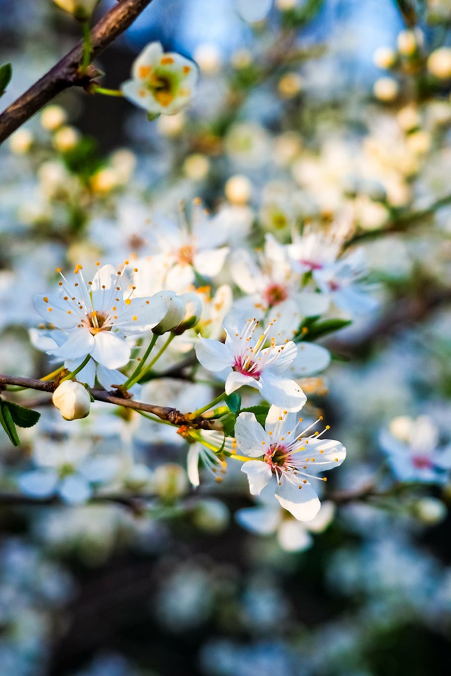 close up photo of white petaled flowers, sour cherry, tree HD wallpaper