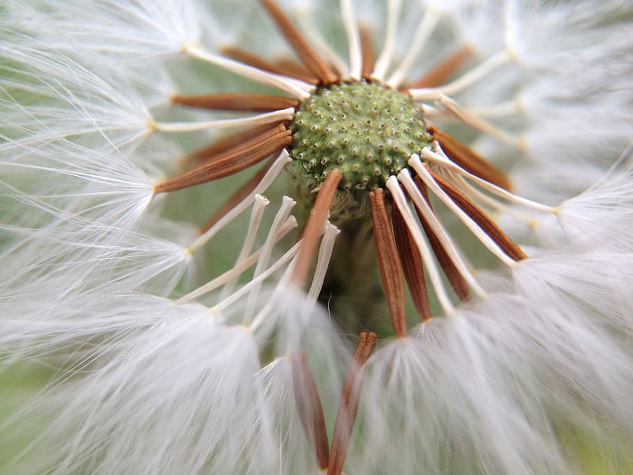 dandelion, nature, light, close-up, flower, plant, fragility HD wallpaper