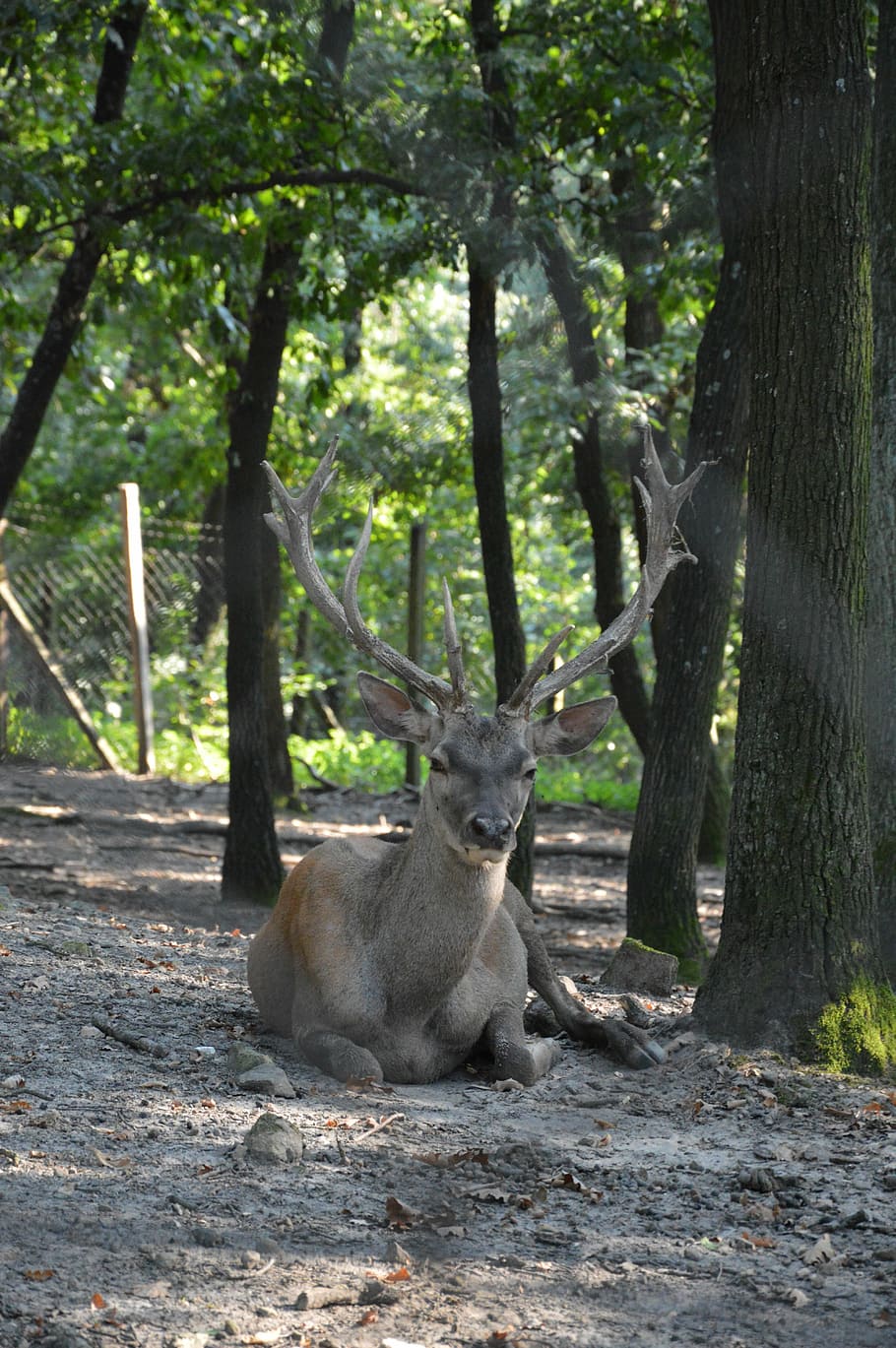 Deer, Antler, Wild, Beast, Mammal, Fauna, forest, nature, forest animal HD wallpaper