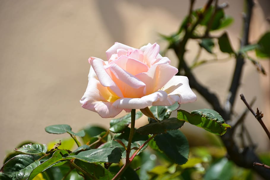 pink rose, flower, white rose, rosacea, garden, rosebush, pale pink, HD wallpaper