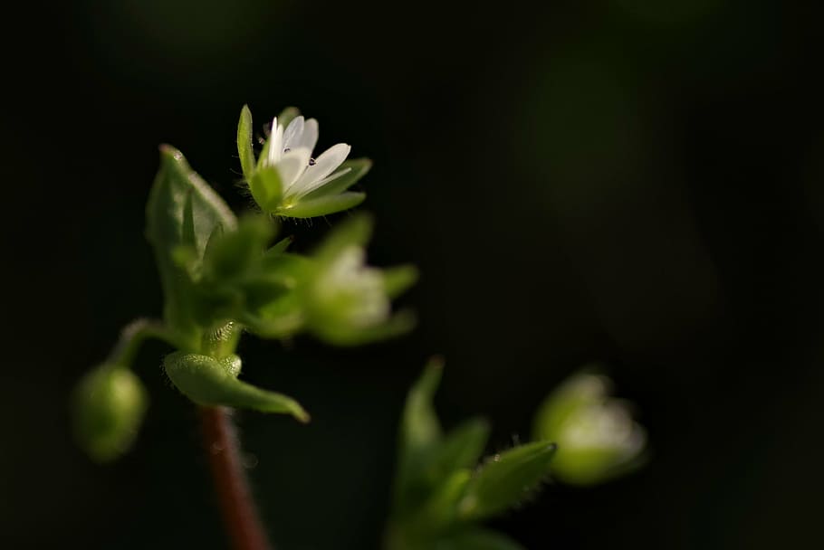 warzucha, flower, spring, tiny, grasshopper, white, the petals HD wallpaper