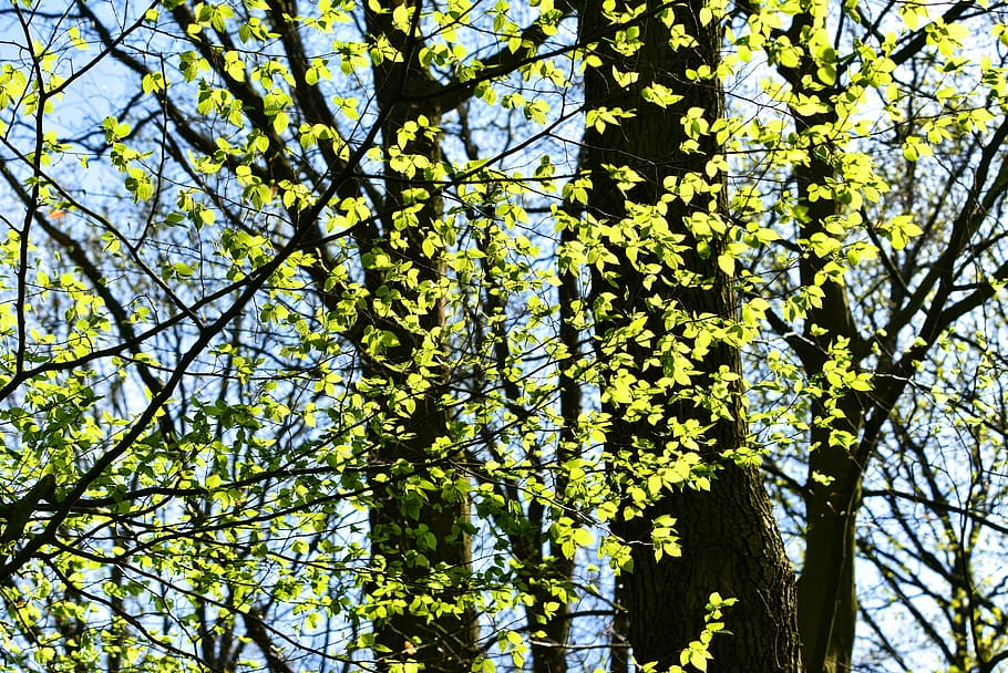 tree, branch, foliage, spring foliage, new green, fresh leaves HD wallpaper