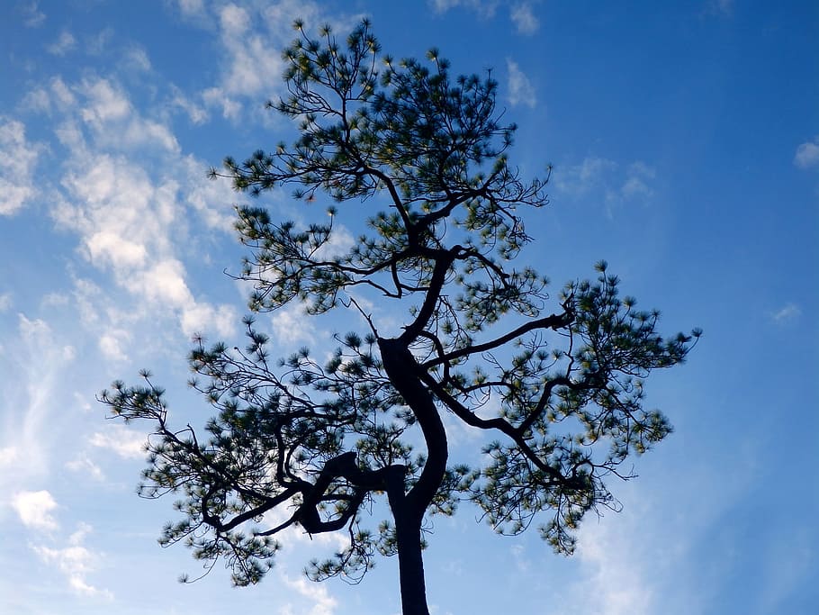 Pine, Tree, Blue, Sky, Winter, Nature, branch, country, forest HD wallpaper