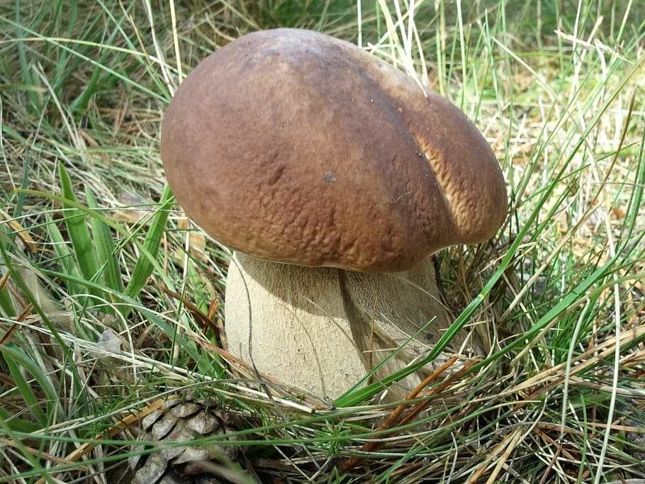 Boletus Edulis, Fungus, Mycology, boletaire, porro, autumn