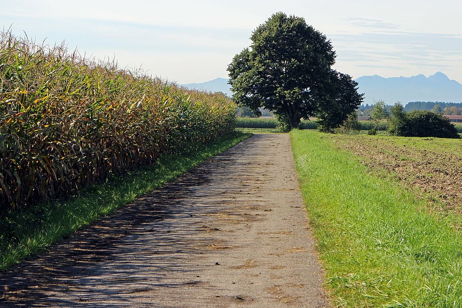 lane, cornfield, away, tree, individually, dirt track, meadow HD wallpaper