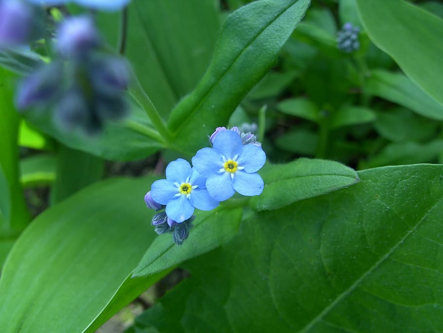 Do Not Forget Me, Blue Flower, Cute, leaf, green color, growth, HD wallpaper