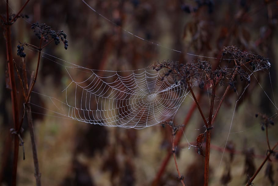 spider web, wet, hooked, place, dew, drops, nature, fragility HD wallpaper