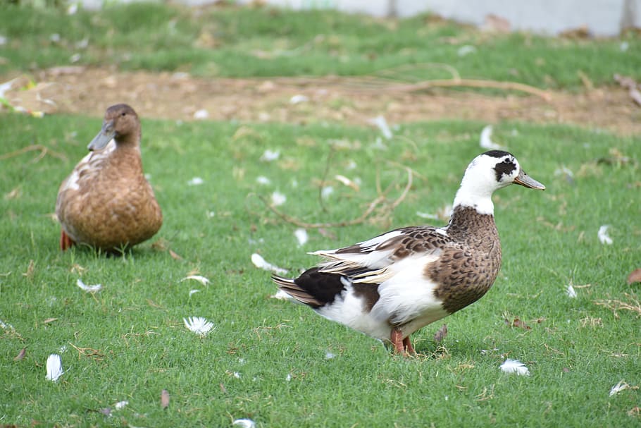 brown ducks, perching, bird, preening, vertebrate, animal themes HD wallpaper