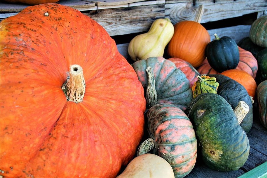 pumpkins, decorative, orange, halloween, autumn, called rothmans, HD wallpaper