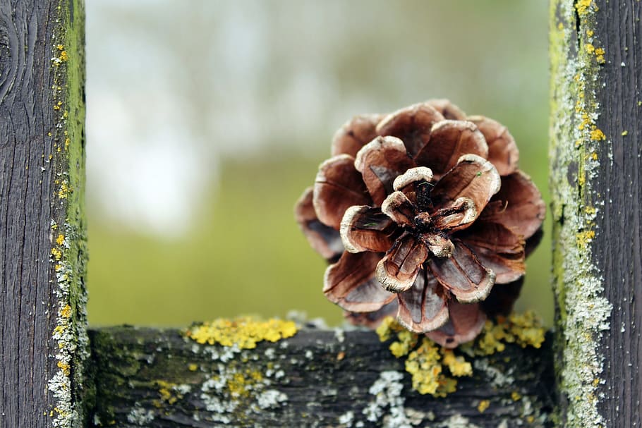 shallow focus photography of pinecone, pine cones, tap, nature HD wallpaper