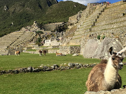 Machu, Peru, Hiking, machu pichu, llama, andes, inca, machu Picchu HD wallpaper