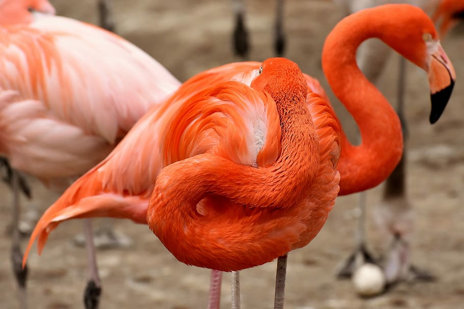 selective focus photography American flamingos, two heads, funny, HD wallpaper