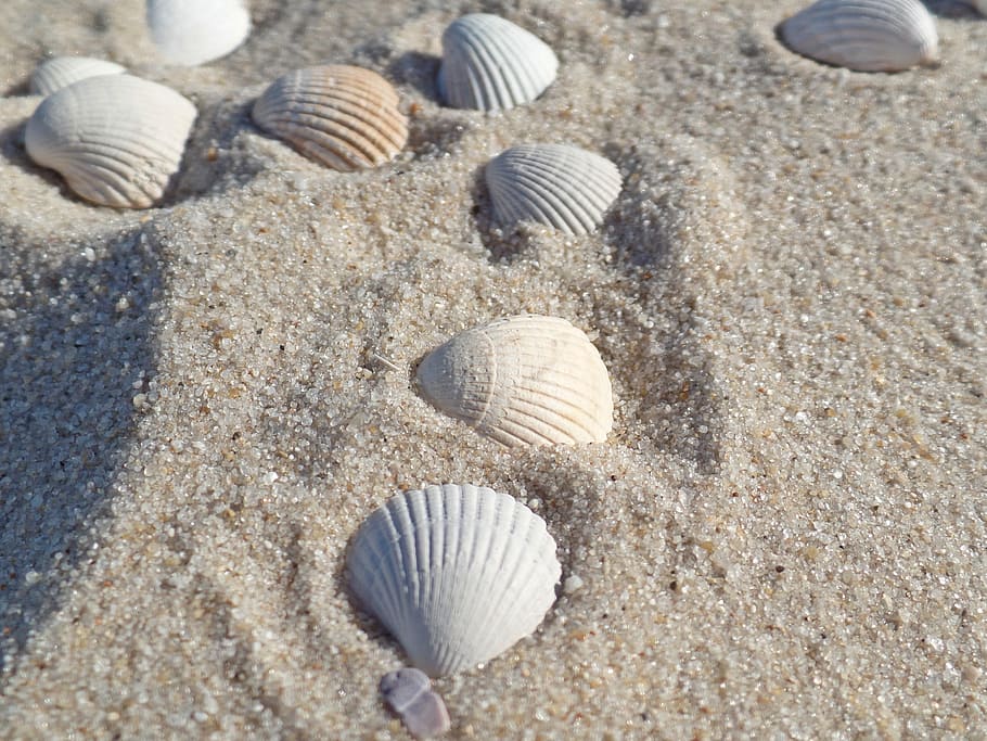 white and beige seashells on beige sand, Sylt, Beach, North Sea HD wallpaper