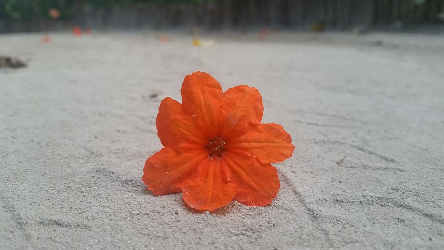 flower, orange, sand, beach, flowering plant, freshness, fragility HD wallpaper