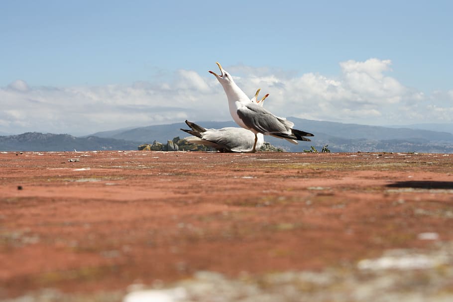 seagulls, sky, mount, cry, scream, cloud - sky, bird, animals in the wild HD wallpaper