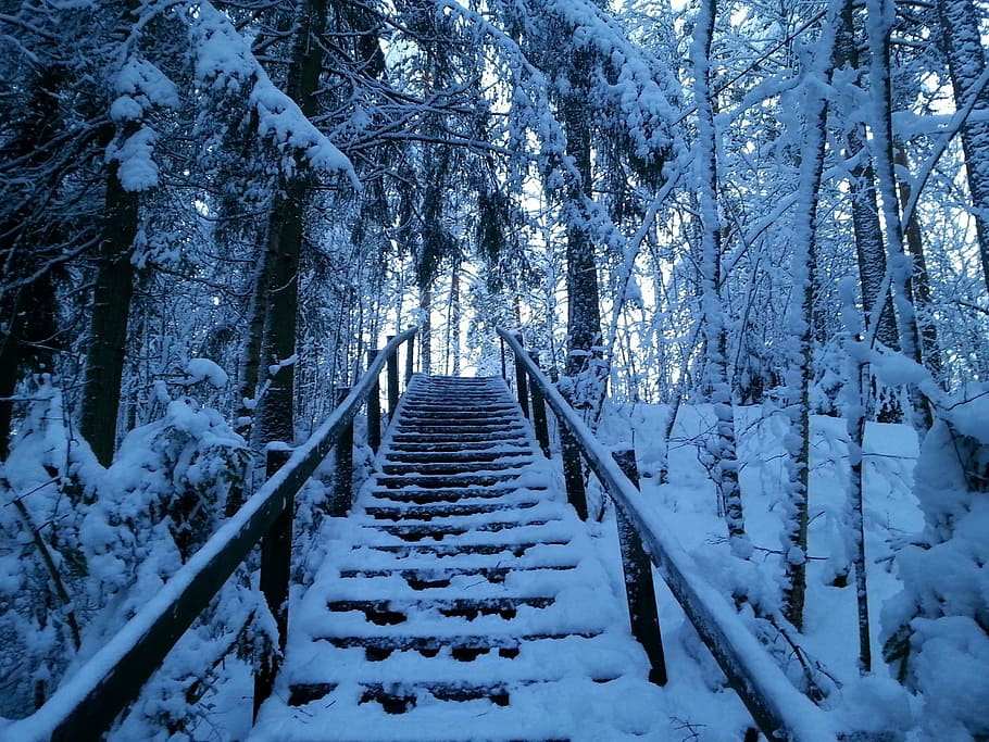 snow, forest, path, stairs, silence, cold temperature, winter HD wallpaper