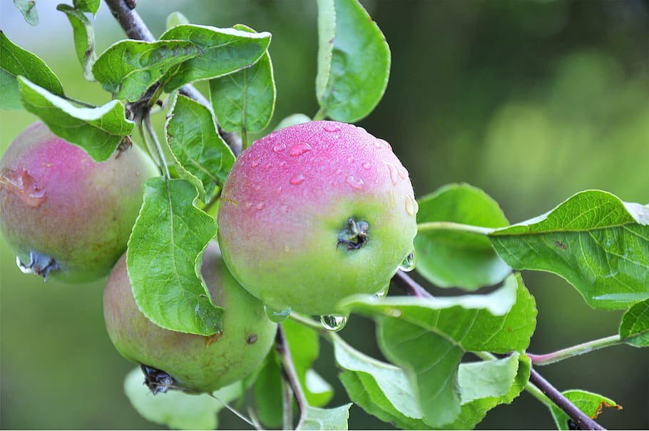 apple, leaves, fruit, branch, green, nature, leaf, food, agriculture HD wallpaper