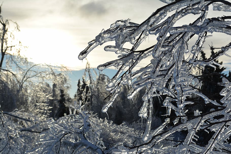 winter, canada, ice, winter landscape, nature, cold, winter white HD wallpaper