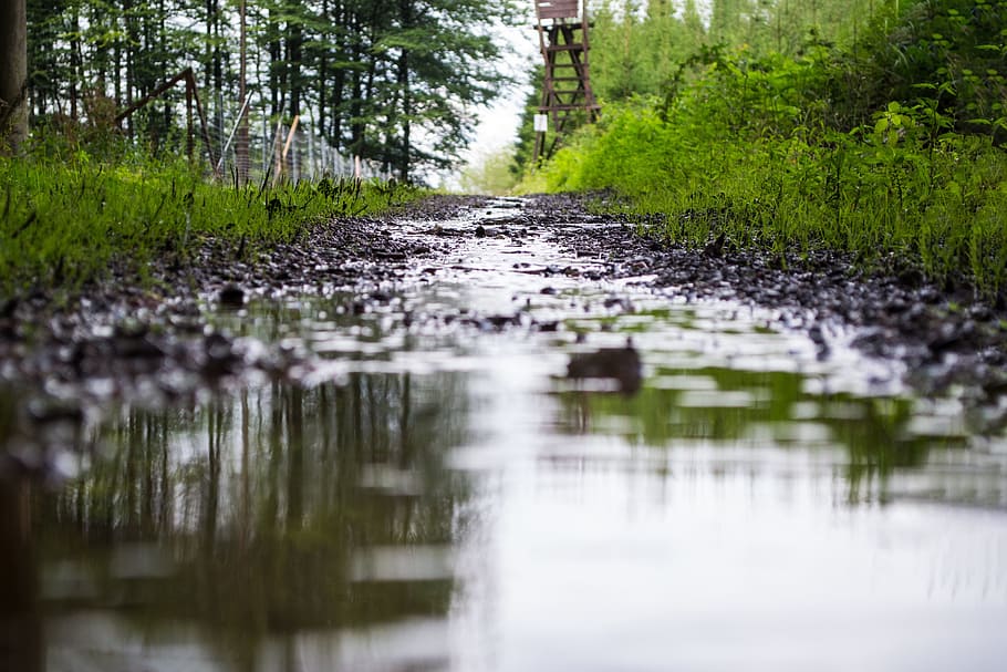 pathway with water during daytime, rain, rainy, forest, woods HD wallpaper