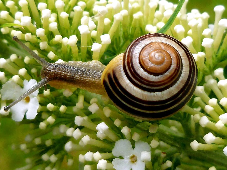 brown snail on white flowers, garden snail, shell, snail shell HD wallpaper