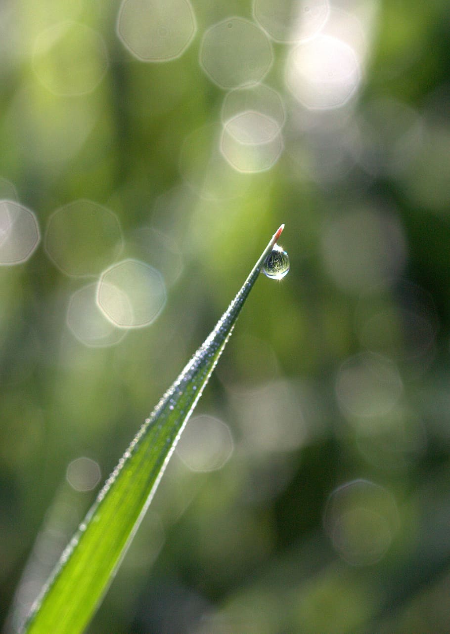 grass, dew, bokeh, green, morning, nature, plant, growth, green color HD wallpaper