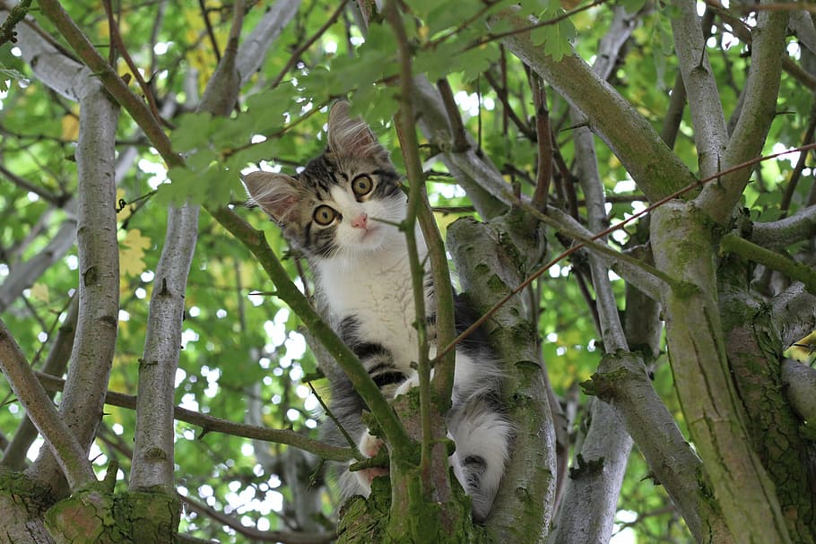 cat, pet, kitten, tree, mammal, animal themes, plant, one animal HD wallpaper