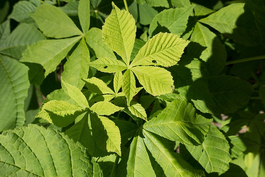 chestnut leaf, tree, chestnut tree, leaves, green, deciduous tree HD wallpaper
