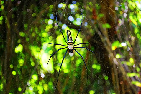 spider, web, spider web, spiderweb, insect, female, arachnid HD wallpaper