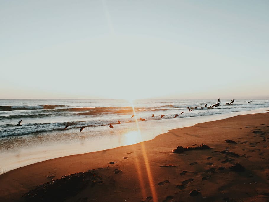 birds flew above shoreline during dusk, birds flyin near sea shore HD wallpaper