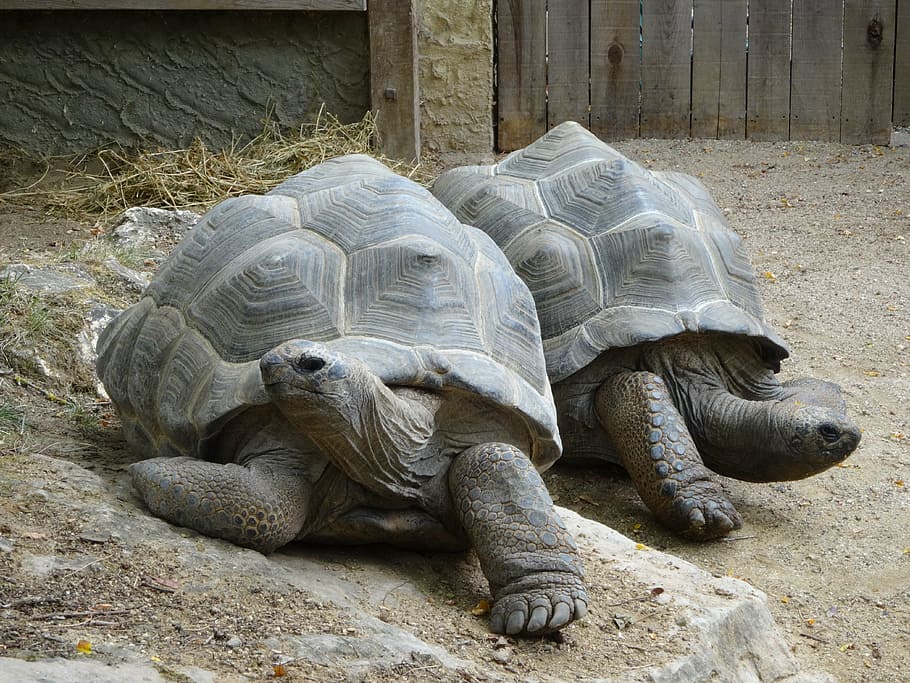 turtle, resting, animal, peace, reptile, animal themes, animal wildlife HD wallpaper