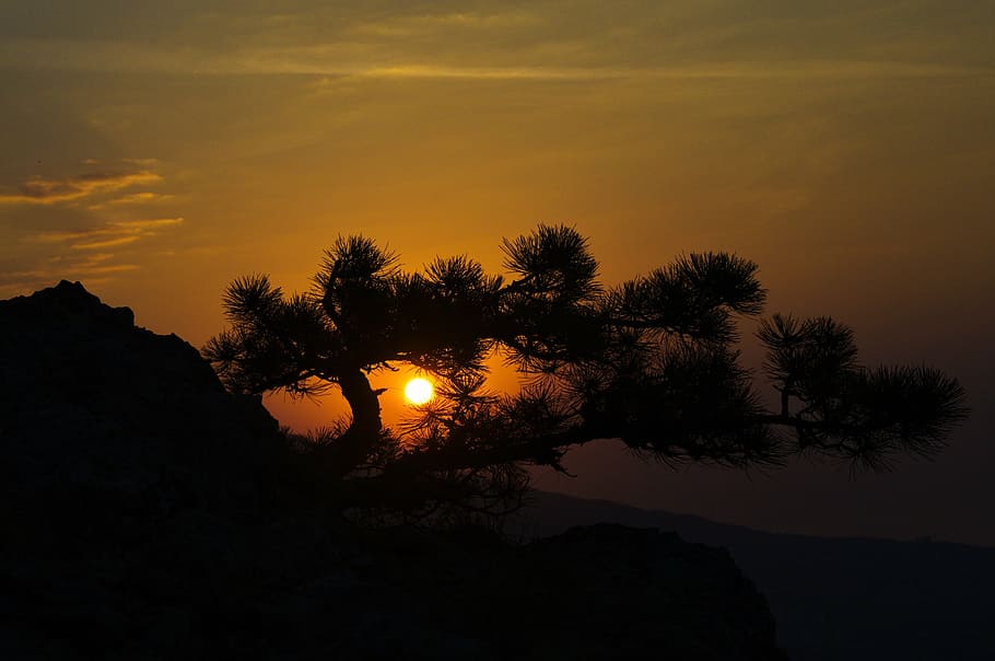 crimea, botkin path, dawn, mountains, pine, morning, nature HD wallpaper