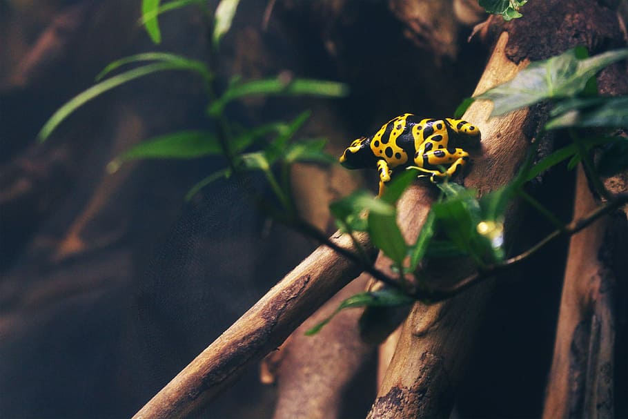 yellow frog on tree branch, photographed of yellow and black animal on brown branch HD wallpaper
