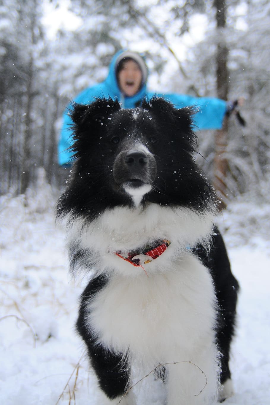 snow, winter, dog, cold temperature, mammal, domestic, animal HD wallpaper