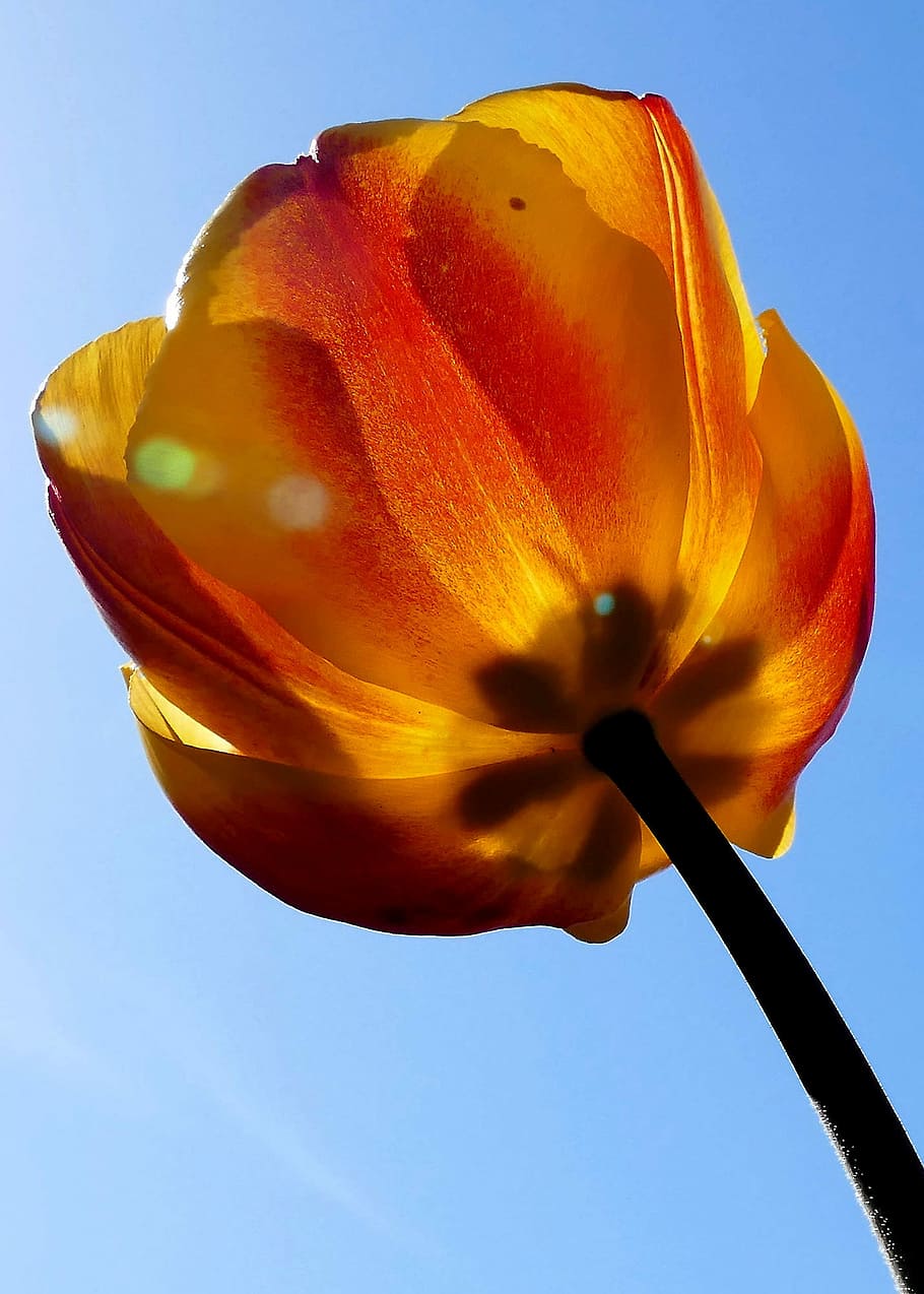 flower, tulip, back light, flowering plant, fragility, petal HD wallpaper