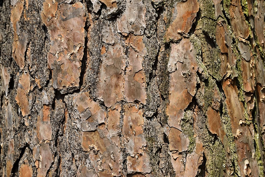 tree, bark, nature, pine, environment, wood, forest, natural HD wallpaper