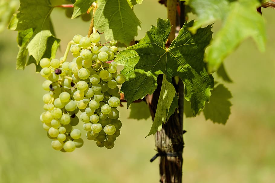 white grapes on brown stick, fruit, vine, vines, wine, food and drink HD wallpaper
